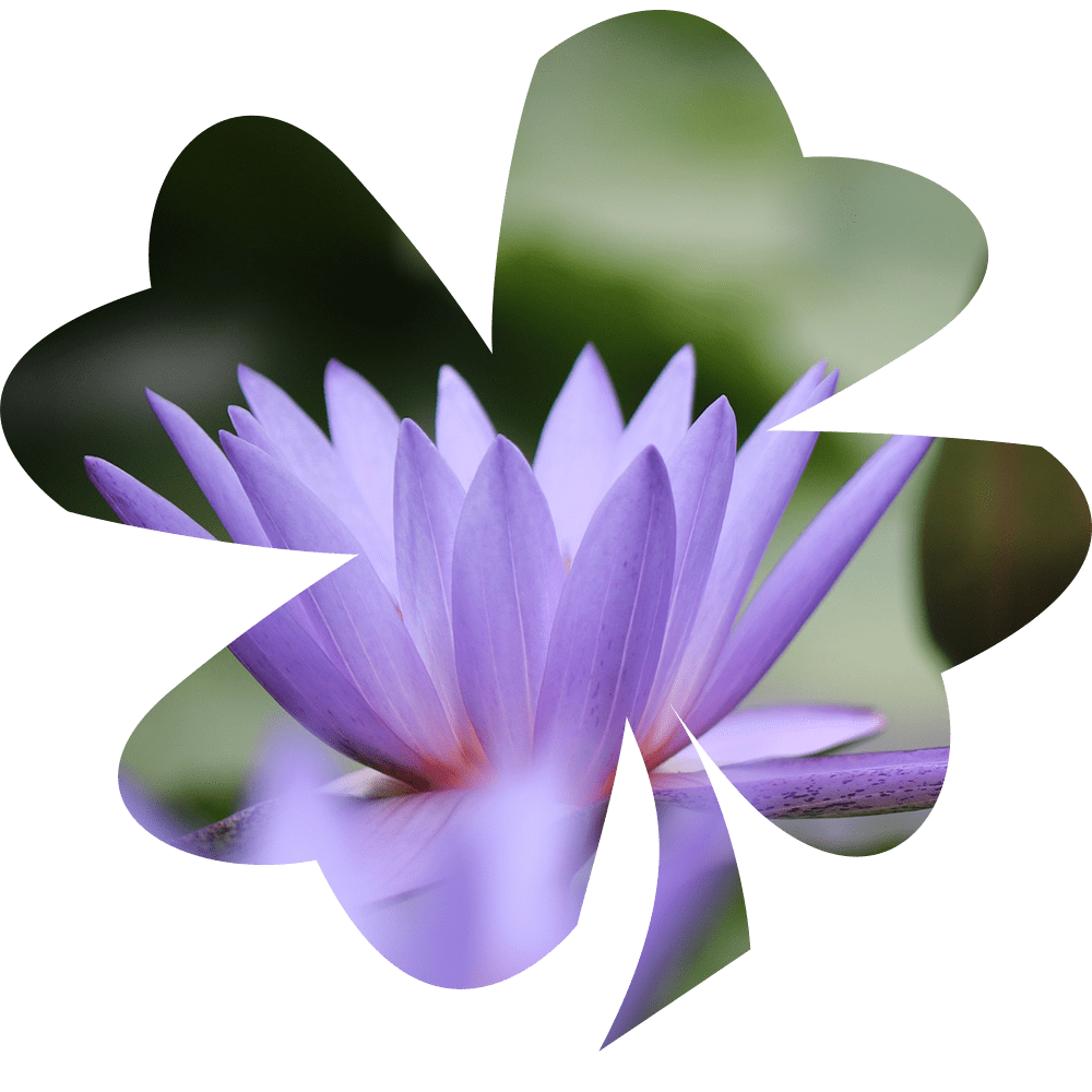 lotus-pink
