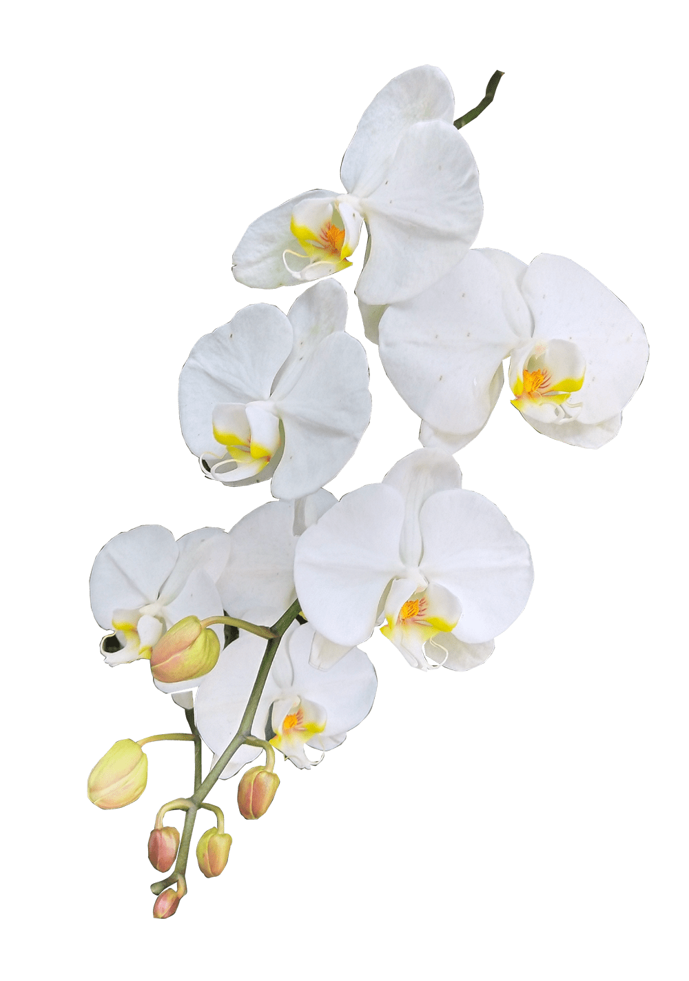 orchid